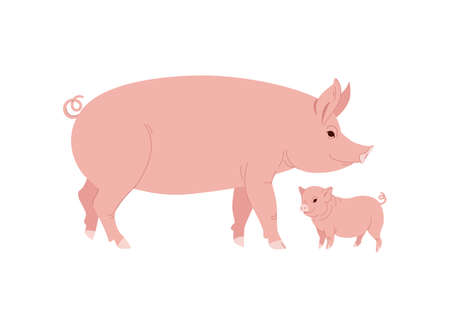 Farm Animal Pig with Funny Piggy. Little Piglet. Vector Set.のイラスト素材
