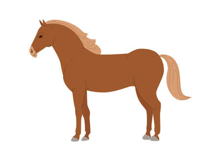 Sorrel horse with white legs vector. Flat design. Domestic animal. Country inhabitants concept. For farming, animal husbandry, horse sport illustrating. Agricultural species. Isolated on whiteのイラスト素材