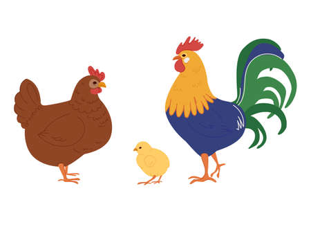 Set of chicken, rooster, eggs. Flat vector illustration isolated on white backgroundのイラスト素材