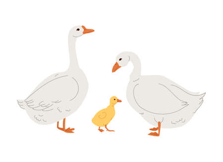 Goose family side view. Farm animals of different sex and age.のイラスト素材