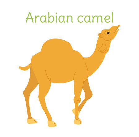 the arabian camel is standing. Australian bird in a simple style. Flat vector illustration isolated on white background.のイラスト素材
