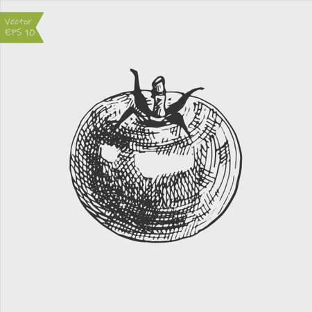 A tomato food graphic. Original illustration in a vintage engraving woodcut etching style.のイラスト素材