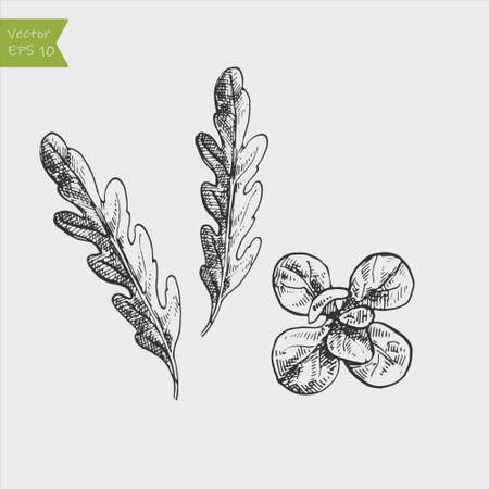 Vector antique engraving drawing illustration of arugula rocket salad isolated on white backgroundのイラスト素材