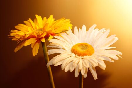 flowers in yellowの写真素材