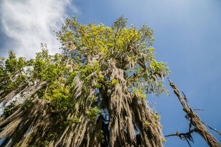 trees and skies in south americaの写真素材