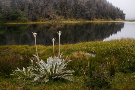 flailejones in the lagoon victoriaの写真素材