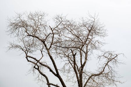 trees in the skyの写真素材