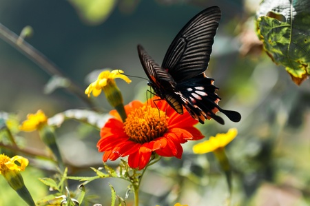 eastern tiger swallowtailの写真素材