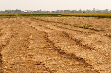 harvested field in nepal 