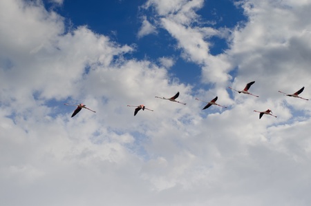 Flying flamingo flight in the blue skyの写真素材