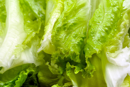 Green lively lettuce Turkish marul close up