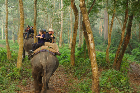CHITWAN, NEPAL - OCTOBER 27, 2014: Elephants walking on the lawn at Elephant safari tour Chitwan National Park. Chitwan National Park was established in 1973 and granted the status of a World Heritage Site in 1984.のeditorial素材