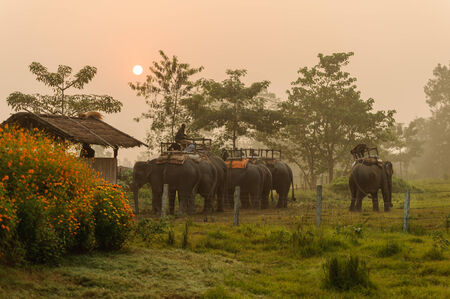 CHITWAN, NEPAL - OCTOBER 27, 2014: Elephants waiting for Elephant safari tour on the lawn Chitwan National Park. Chitwan National Park was established in 1973 and granted the status of a World Heritage Site in 1984.のeditorial素材