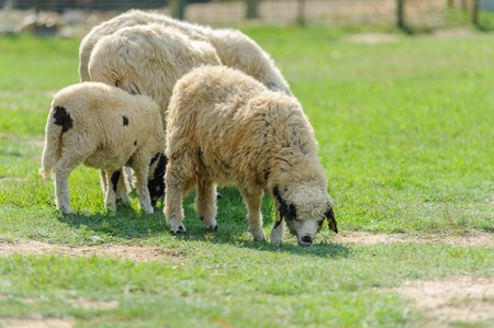flock of sheep and lamb on spring green grassの写真素材