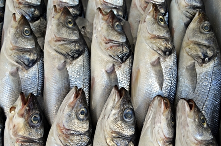 Fresh fishesの写真素材