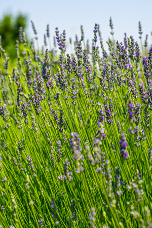 Blooming Lavender Flower close up with blue sky backgroundの写真素材