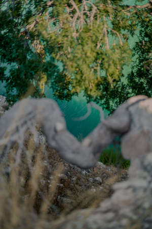 Grey Tree with green leaves on turquoise lake background with roots, natureの写真素材