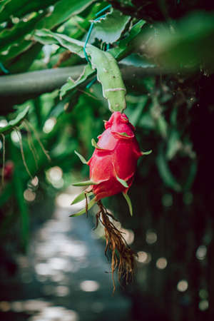 Close up Shot of exotic pink Dragon fruit in Cyprus with green leaves, tropicalの写真素材
