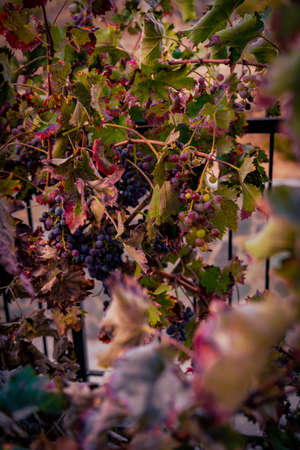 close up shot of grape tree with green yellow and purple colorsの写真素材