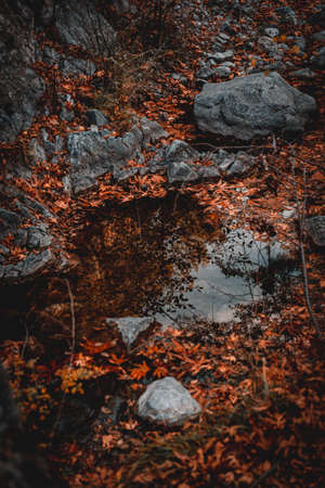 close up shot of autumn landscape orange leaves troodos mountains cyprusの写真素材