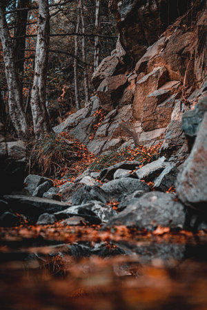 close up shot of autumn landscape orange leaves troodos mountains cyprus. High quality photoの写真素材