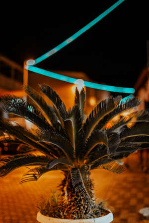 night background photo of palm tree with decorations orange colorの写真素材
