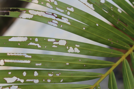 A group of damaged leaves naturally has hols because of insectsの写真素材