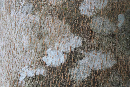 A Close Up View of A Tropical Tree Trunk.の写真素材
