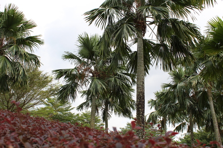 Some Green Healthy Plum Trees are Distributed in A National Park.の写真素材