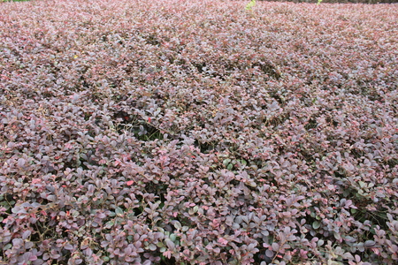 Some Red Bushes That were cut Before. But They Produced New Leaves.の写真素材