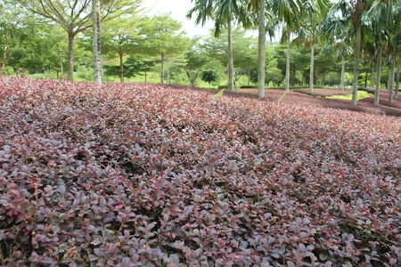 Some Red Bushes That were cut Before. But They Produced New Leaves. Some Plum Trees are Behind, added to other trees.の写真素材