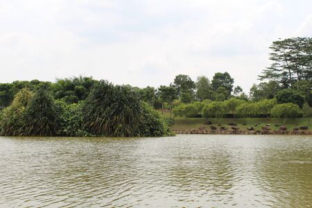 A Pleasant View of a Natural Pond in Malaysia. Trees are in the Middle Background.の写真素材