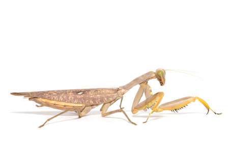 Praying mantis, mantis religiosa isolated on white background