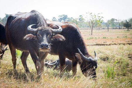 Thai buffalo,water buffalo in thailand