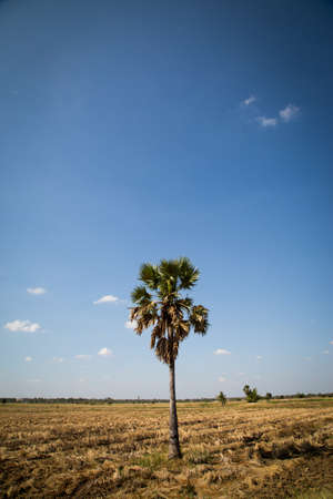 sugar palm with rice fieldの写真素材