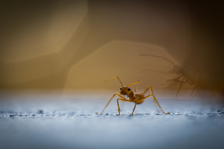 Power Red Ant on Bokeh backgroundの写真素材