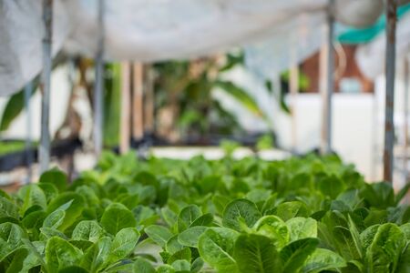 Hydroponics method of growing plants using mineral nutrient solutions in Thailandの写真素材