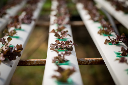 Hydroponics method of growing plants using mineral nutrient solutions in Thailand