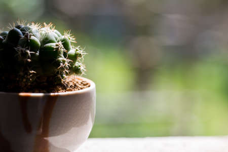 Cactus texture on green bokhe background
