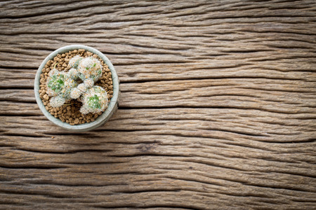 top view cactus in pot wooden table background with copy spaceの写真素材