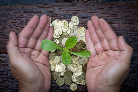 plant and coins by hands top view, investment and business concepts