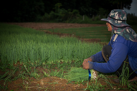 Harvest of Spring onion