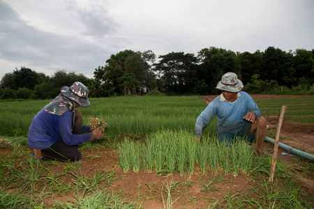 Harvest of Spring onionの写真素材