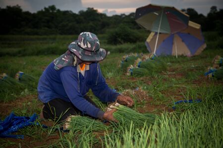 Harvest of Spring onion