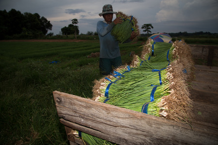 Harvest of Spring onionの写真素材