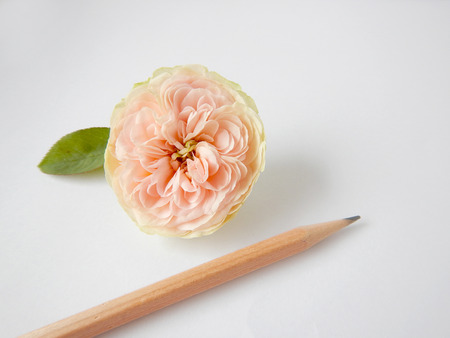 English roseの写真素材