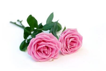 Pink rose deep focus. No dust.の写真素材