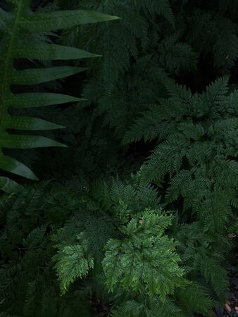Fern leaf. Fern leaves foliage in the forestの写真素材