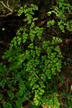 Fern leaf. Fern leaves foliage in the forestの写真素材