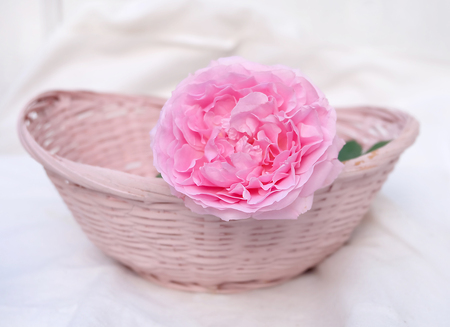 English roses isolated sweet For Valentine's Day, on vintage white backgroundの写真素材